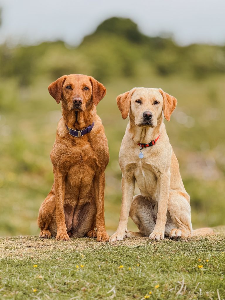 Main page Behaviour image