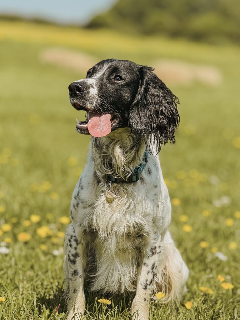 Main page Online Dog Training image