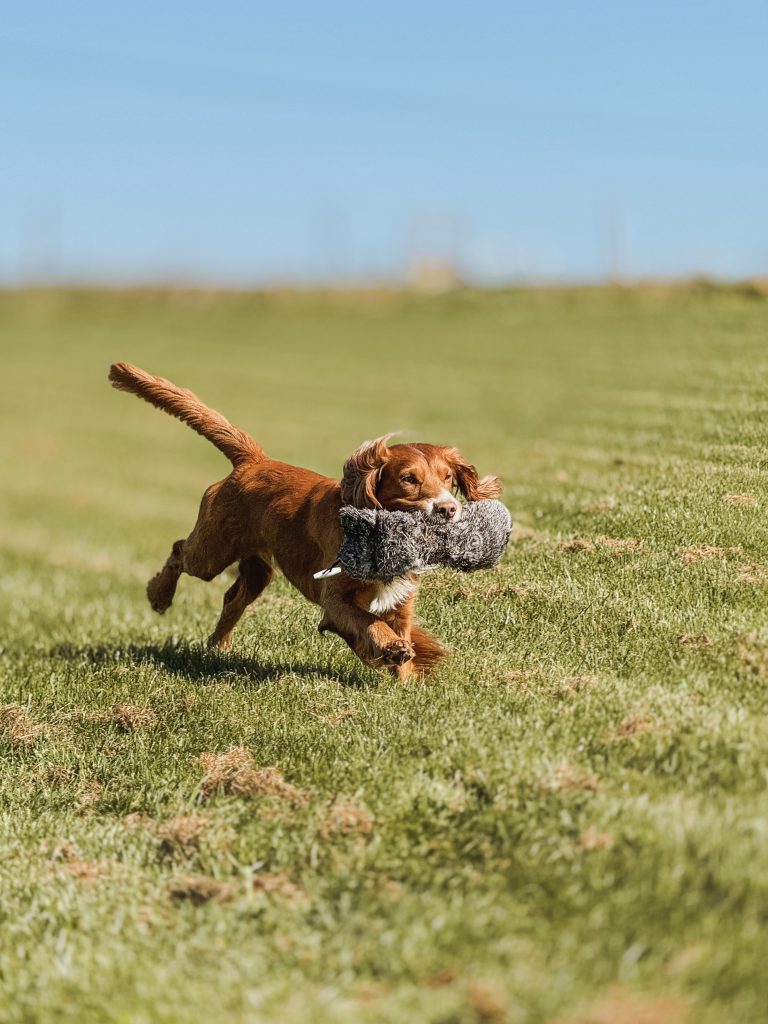 Membership page Bonzo